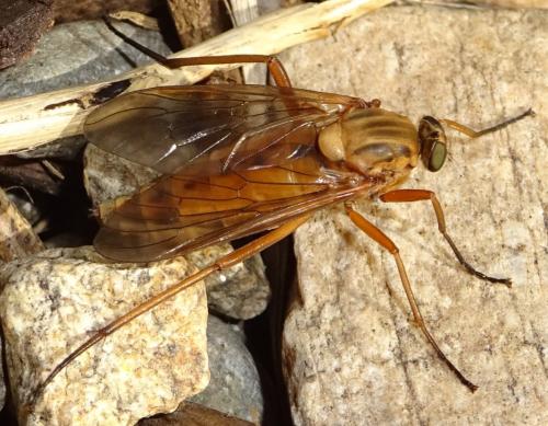 Réf. 357 870 : Rhagio tringarius